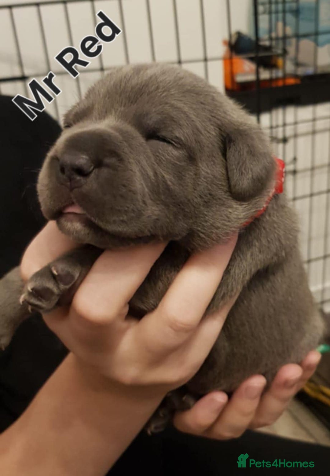 Staffordshire Bull Terrier dogs for sale: Beautiffull KC Staffordshire bull terrier  pups. - Image 7