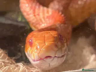 Corn Snake reptiles Albino Female Corn Snake - Advert 5