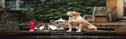 Labrador Retriever dogs for sale: QUALITY COMPETITION PROSPECT in Gloucester - Advert 6