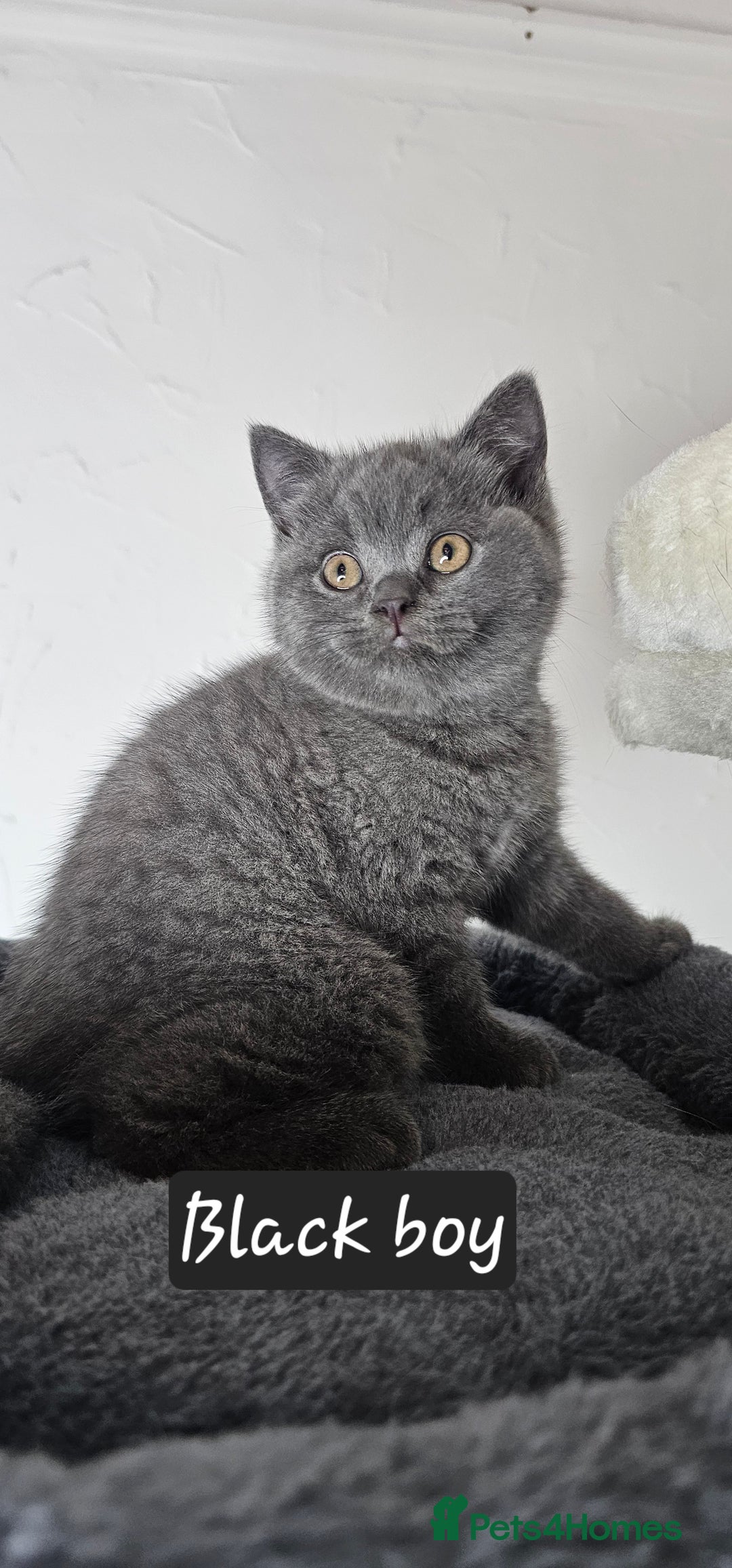 British Shorthair cats for sale: British short hair kittens - Advert 10
