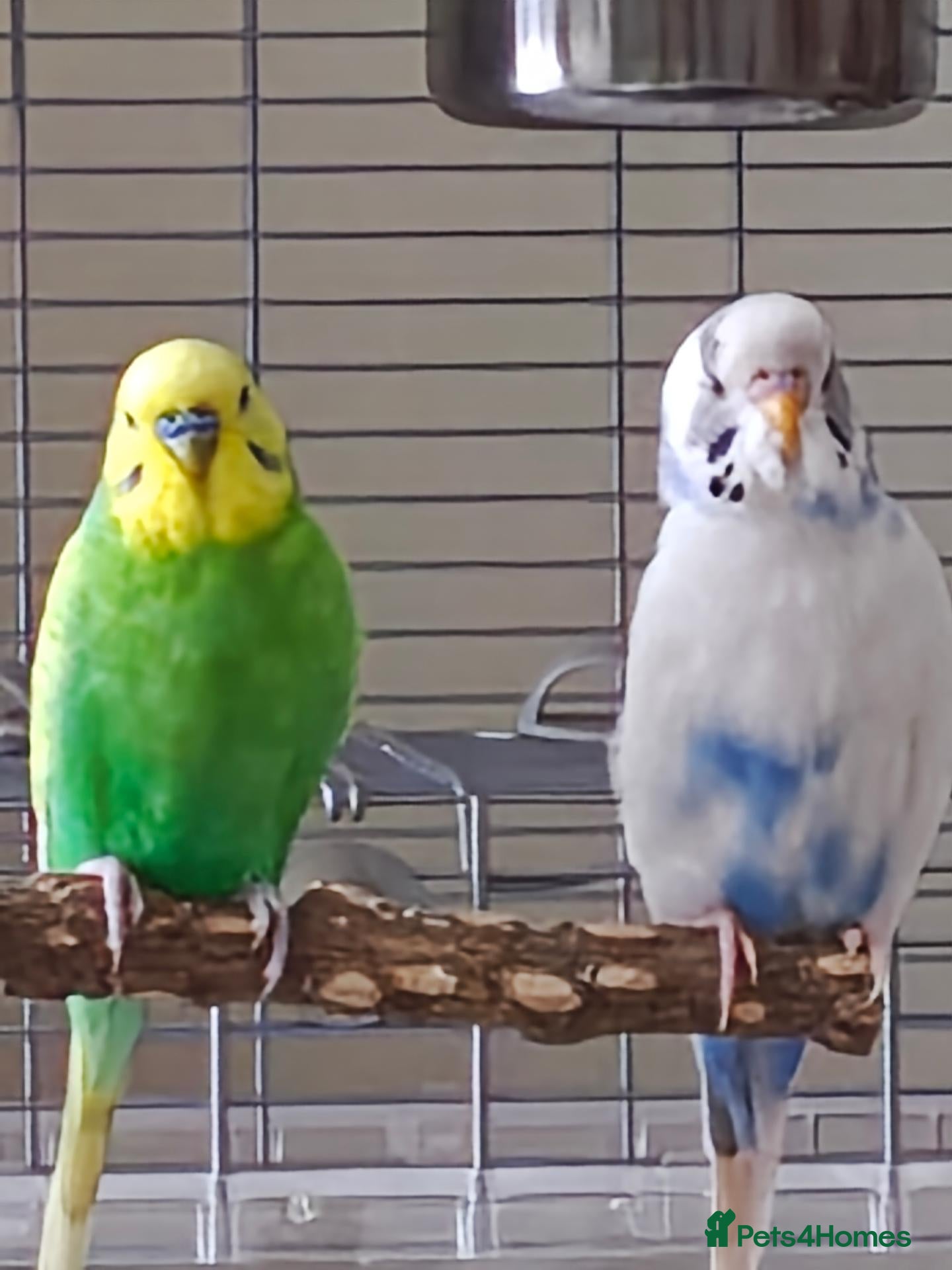 Budgerigars birds 2 beautiful budgies for sale - Advert 1