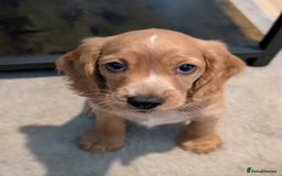 Cocker Spaniel dogs for sale: KC Registered Cocker Spaniel Puppies in Canterbury - Image 6