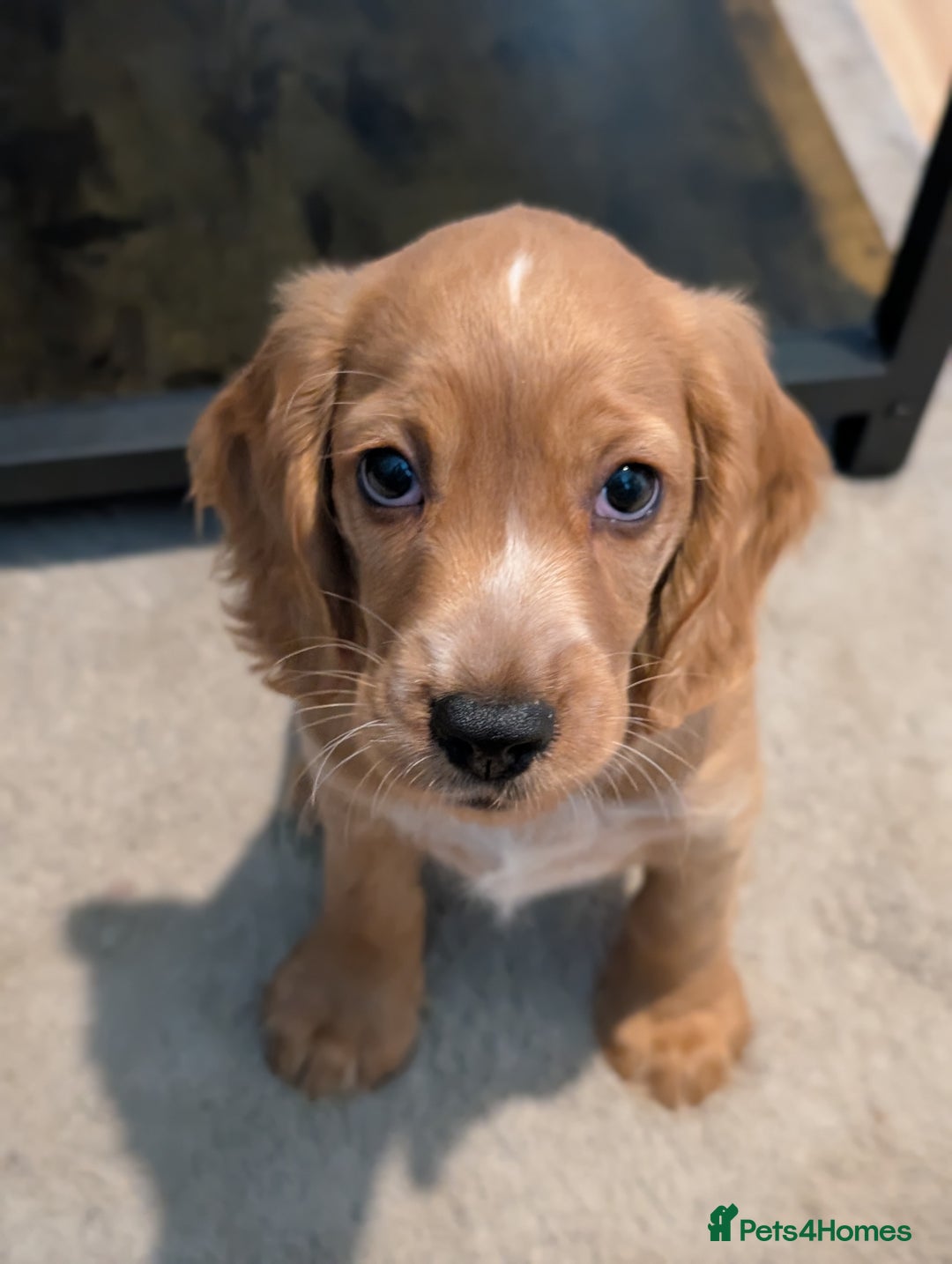 Cocker Spaniel dogs for sale: KC Registered Cocker Spaniel Puppies in Canterbury - Image 6