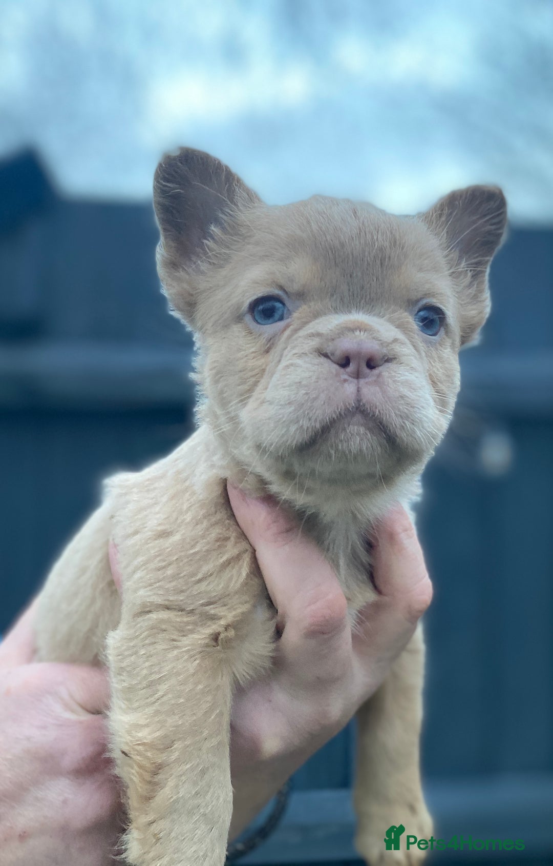 French Bulldog dogs for sale: READY TO LEAVE THIS WEEKEND FLUFFY FRENCH BULLDOGS - Advert 28