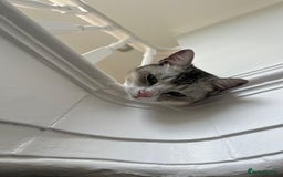 Mixed Breed cats for adoption: SKY - UNUSUAL MIXBREED HANDSOME PERFECT HEALTH - Image 11