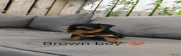 Yorkshire Terrier dogs for sale: Beautiful Yorkshire Terrier Puppies  in Downpatrick - Advert 6