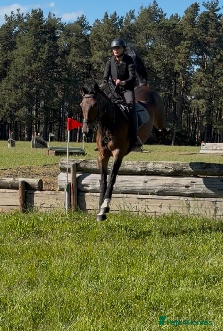 Irish Sports horses 15.2hh mare - Advert 1
