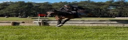 Irish Sports horses for sale: 15.2hh mare - Advert 1
