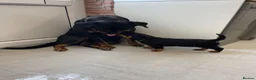 Rottweiler dogs for sale: ROTTWEILER PUPPIES "ready to go" - Advert 9