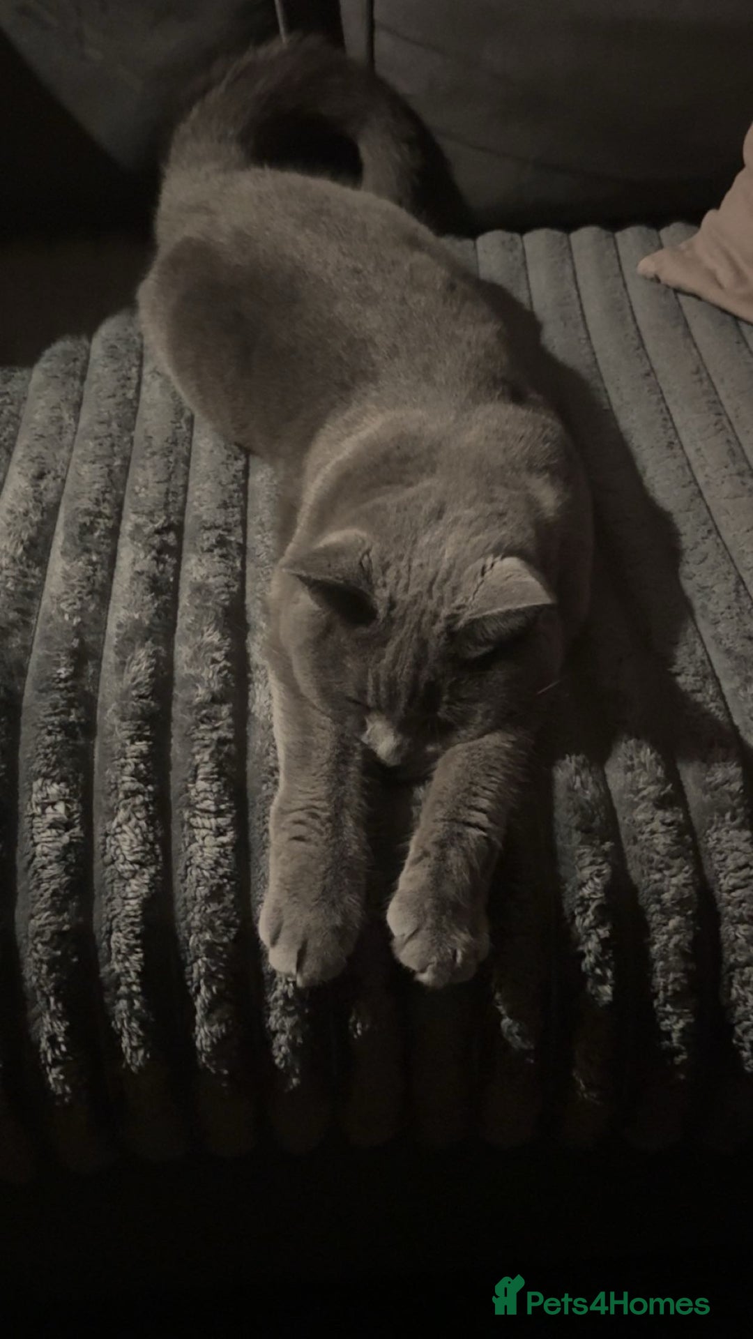 British Shorthair cats for sale: Bella The British Shorthair - Image 8
