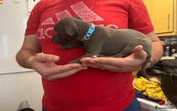 Whippet dogs for sale: Whippet pups  - Image 5