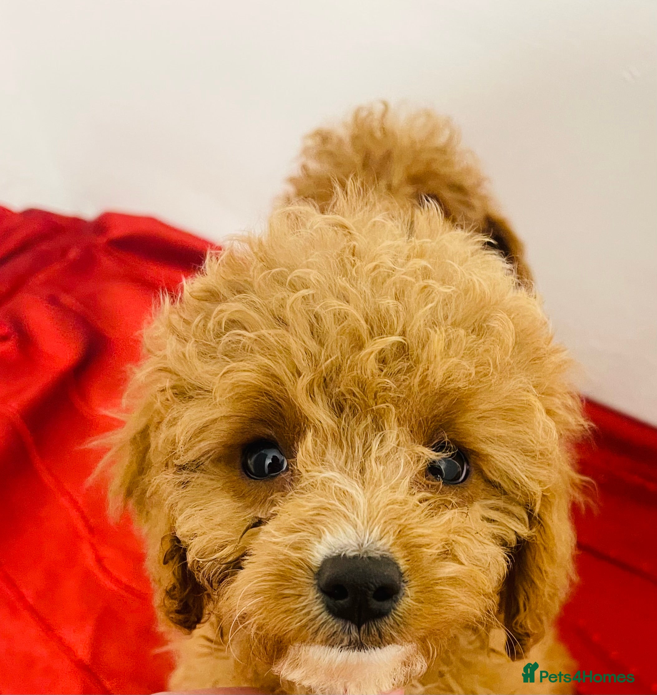 Cavapoo dogs 🐶 Cavapoo Puppies - Advert 9