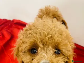 Cavapoo dogs 🐶 Cavapoo Puppies - Advert 9