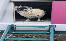 Chickens poultry for sale: Mixed Polish x Silkie Cockerel - Image 2
