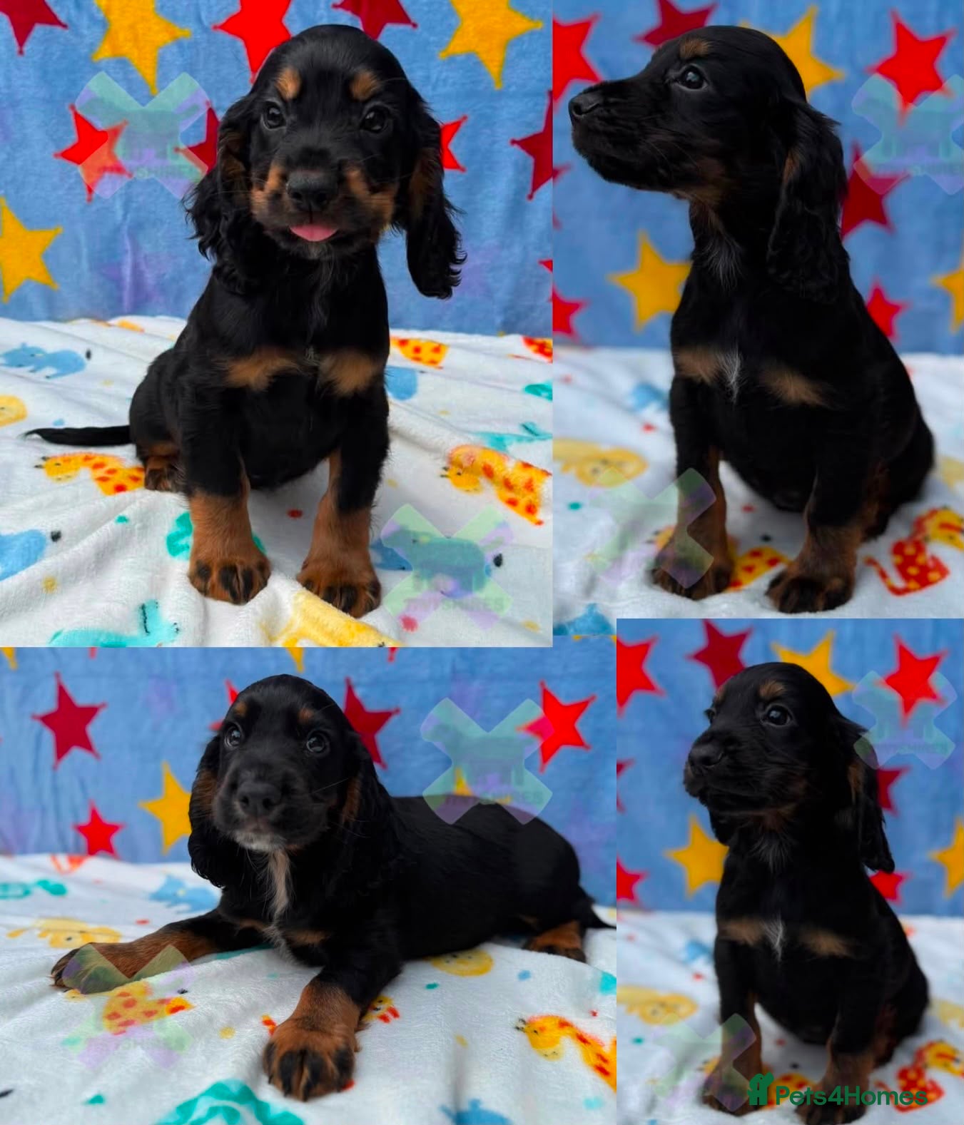 Cocker Spaniel dogs KC BLACK AND TAN boys 17 dna health tested clear  - Advert 1