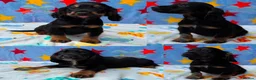 Cocker Spaniel dogs for sale: KC BLACK AND TAN boys 17 dna health tested clear  - Advert 1