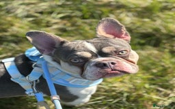 French Bulldog dogs for sale: Still looking for a new home RFG health tested boy - Image 11