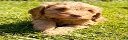 Cockapoo dogs for sale: Stunning Cockapoo Puppies  - Advert 13
