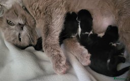 British Longhair cats for sale: 4 gorgeous kittens avaliable  - Image 5