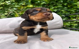 Cocker Spaniel dogs for sale: Working cocker spaniel puppies - Image 2