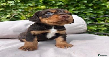 Cocker Spaniel dogs - Advert 4
