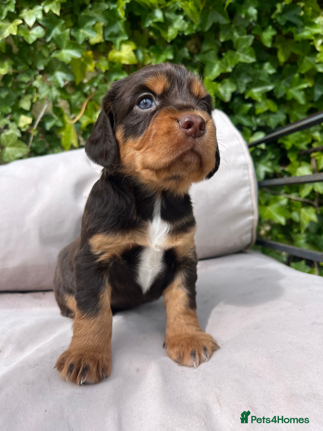 Cocker Spaniel dogs for sale: Working cocker spaniel puppies - Image 2