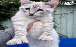Keetso cats for sale: Stunning polydactyl snow leopard girl  - Image 16