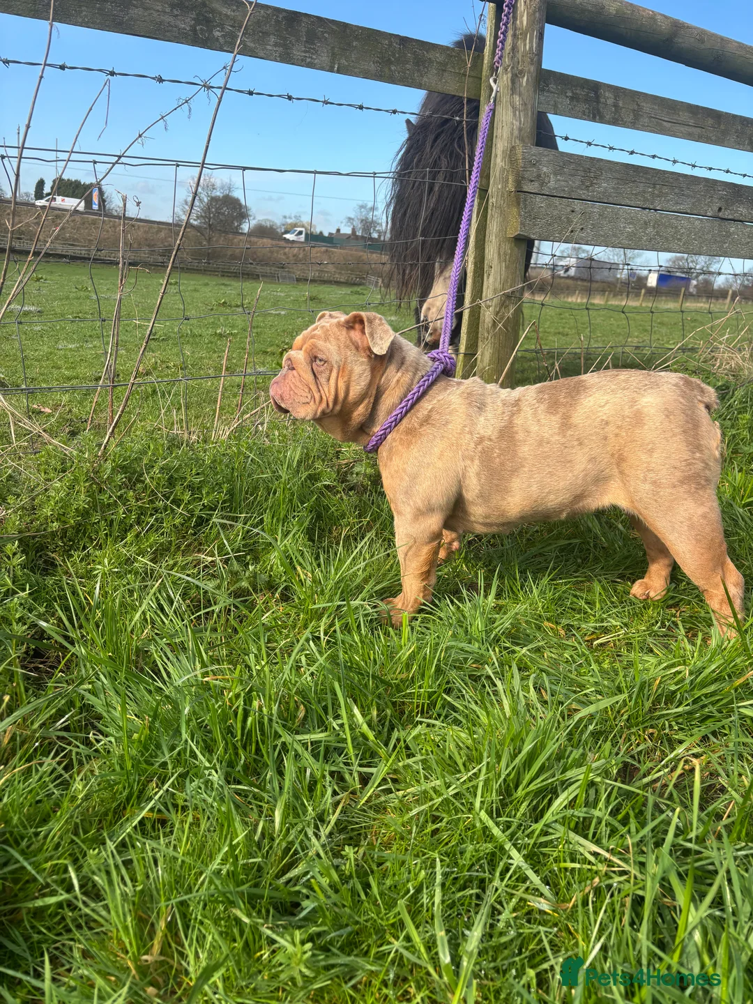 English Bulldog dogs for sale: Loving Merle female  - Advert 1