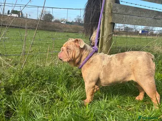 English Bulldog dogs Loving Merle female - Advert 2