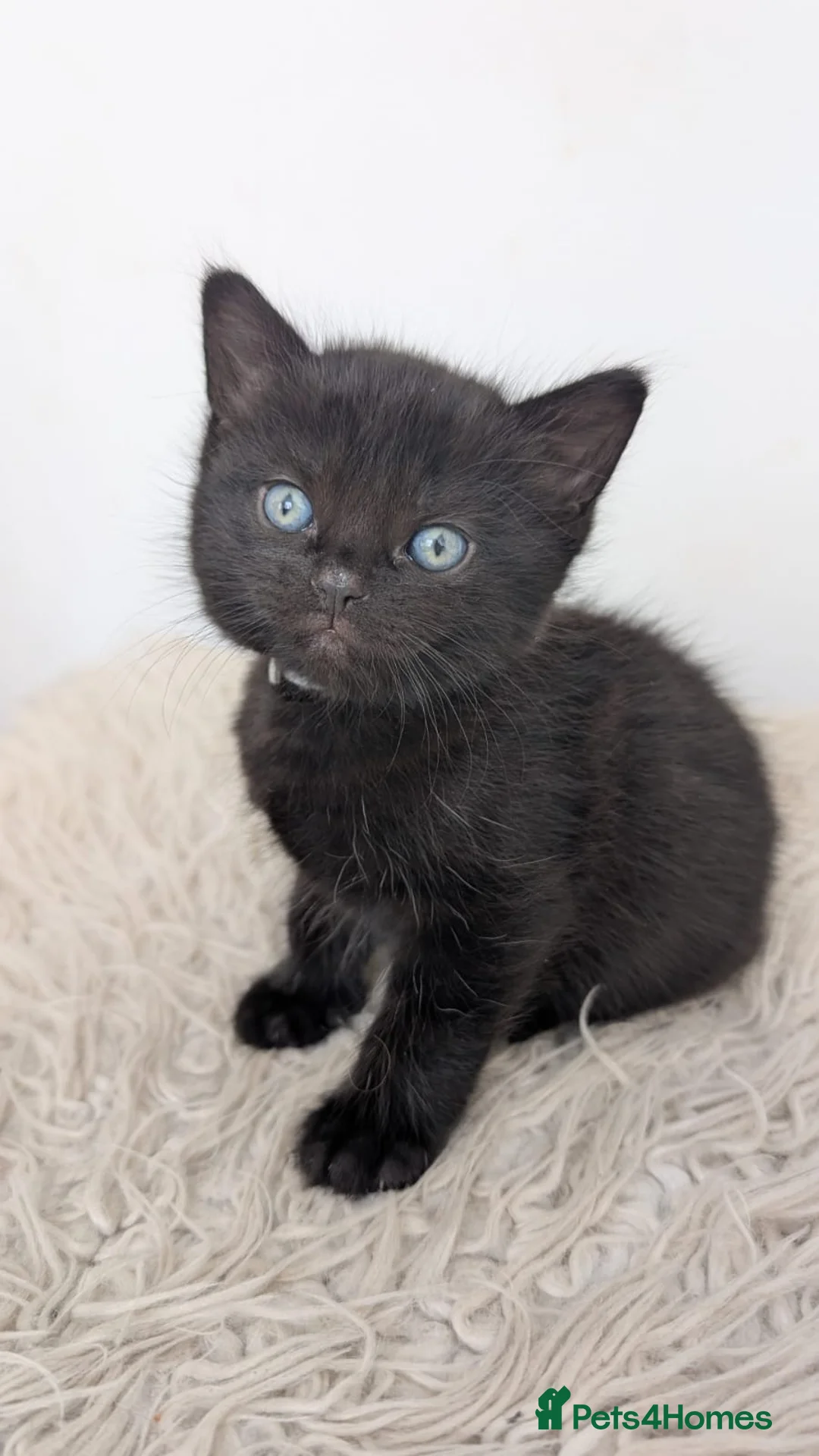 Mixed Breed cats for sale: Kittens for sale! 3 boys 1 girl  in Redditch - Advert 2
