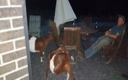 Goats livestock for sale: Two Boer Does For Sale - Image 2