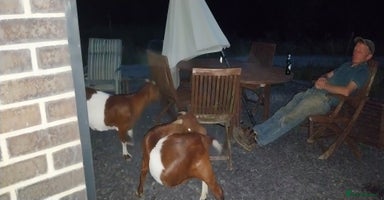 Goats livestock - Advert 1