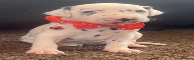 Red collar 