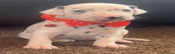 Dalmatian dogs for sale: Beautiful Dalmatian puppies ready to reserve  - Advert 7