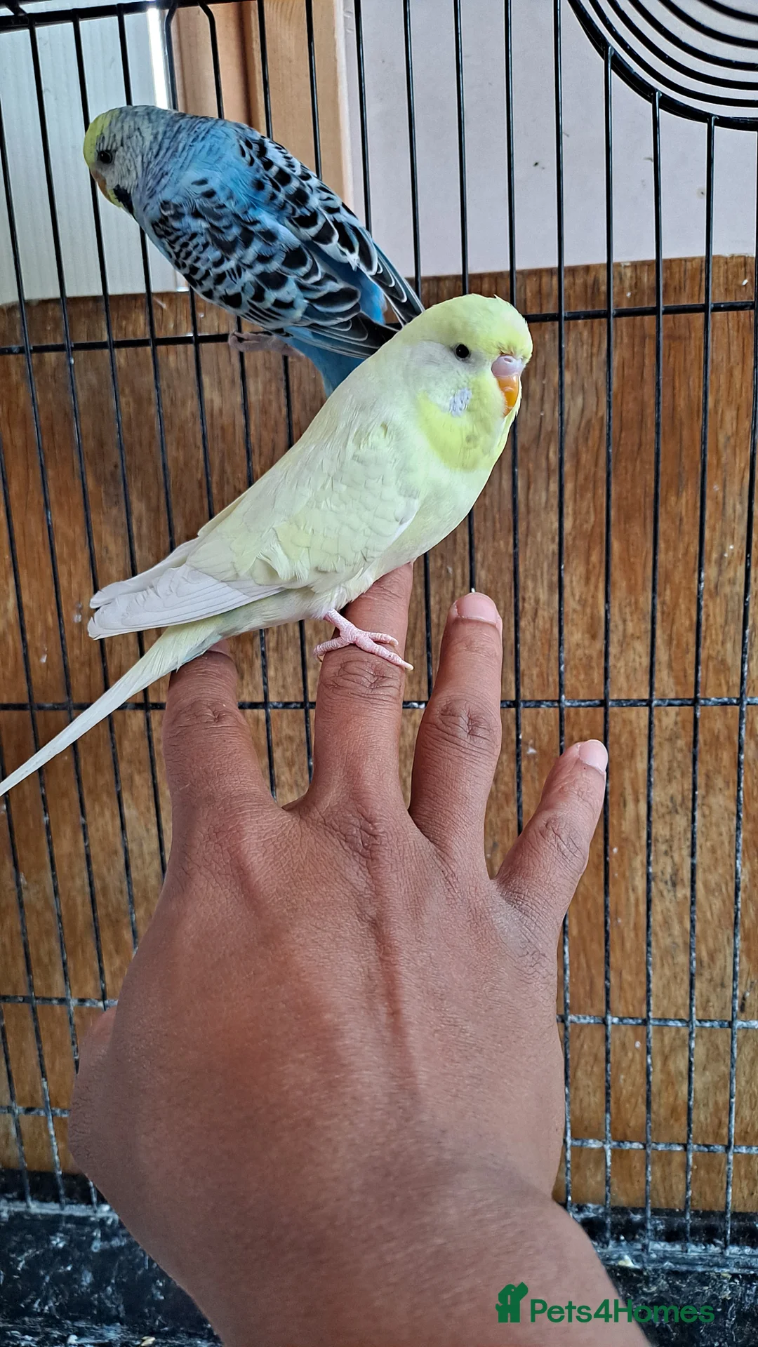 Budgerigars birds for sale: Silly hand tamed baby budgies for sale  - Advert 8