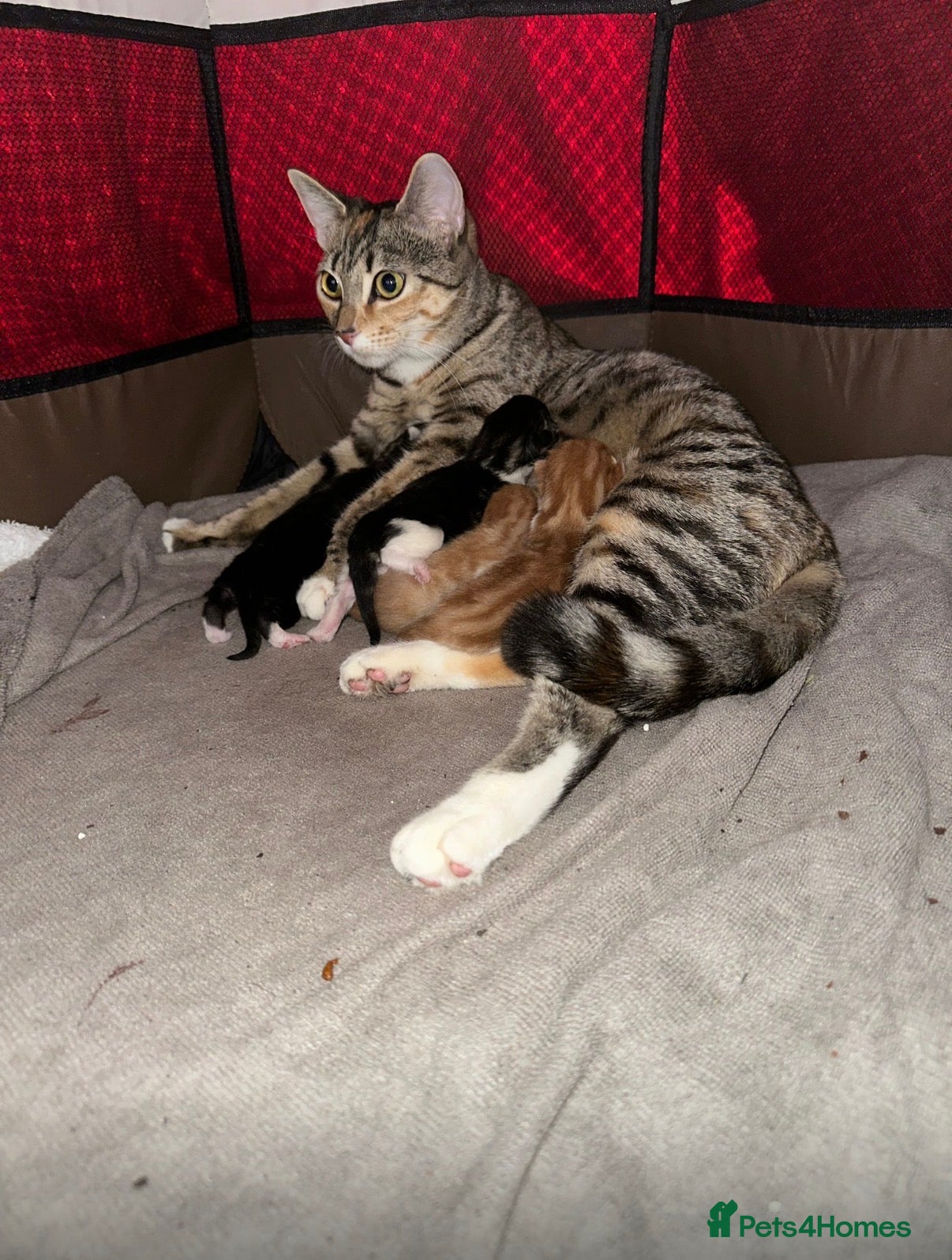 Mixed Breed cats beautiful mixed babies - Advert 1