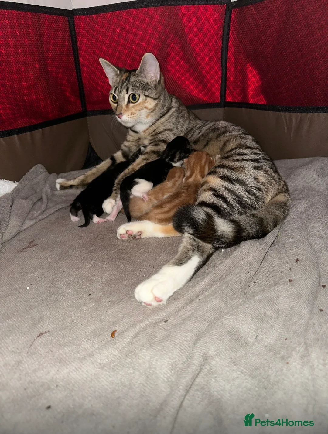 Mixed Breed cats for sale: beautiful mixed babies - Advert 1