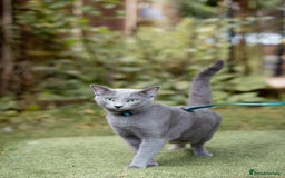 Russian Blue cats for stud: Russian blue for stud  in Burton-on-Trent - Image 2
