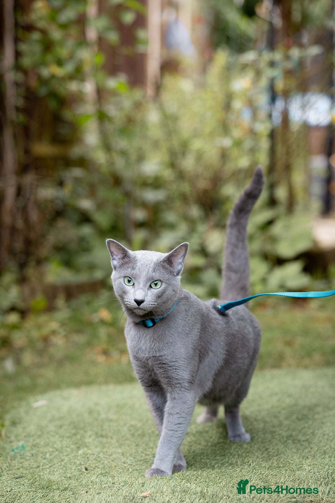 Russian Blue cats for stud: Russian blue for stud  in Burton-on-Trent - Image 2