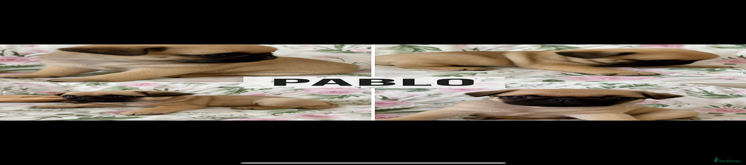 Pablo