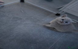 British Shorthair cats for sale: Britishshort hair kitten ready now - Image 9