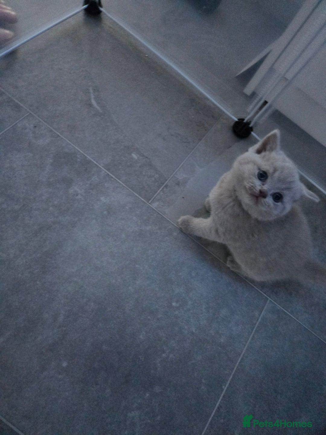 British Shorthair cats for sale: Britishshort hair kitten ready now - Image 9