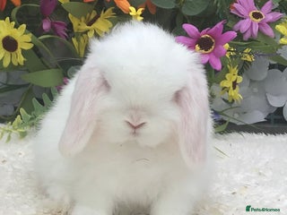Mini Lop rabbits Mini lop doe - Advert 1