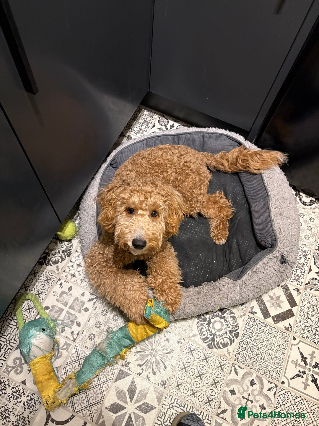 Cockapoo dogs for sale: F1 Cockapoo - Advert 3