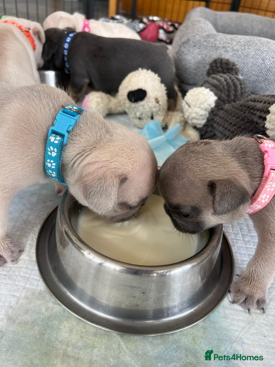 French Bulldog dogs for sale:  French bulldogs looking for their forever home in Lincoln - Image 11