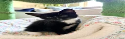 Mixed Breed cats for sale: 🐾 Clean, Healthy Bombay x Turkish Van Kittens - Advert 27