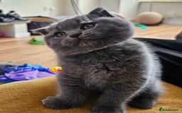 British Shorthair cats for sale: Hurry up 3 🕢Beautiful Scottish fold kitten left in Hatfield - Image 21