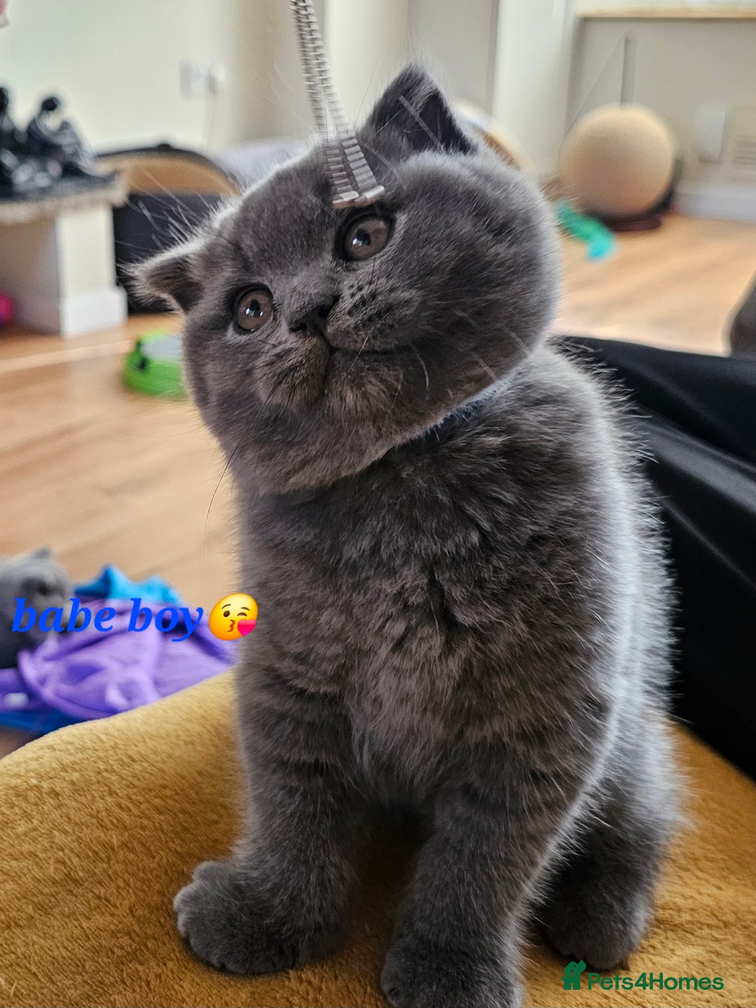 British Shorthair cats for sale: Hurry up 3 🕢Beautiful Scottish fold kitten left in Hatfield - Image 21