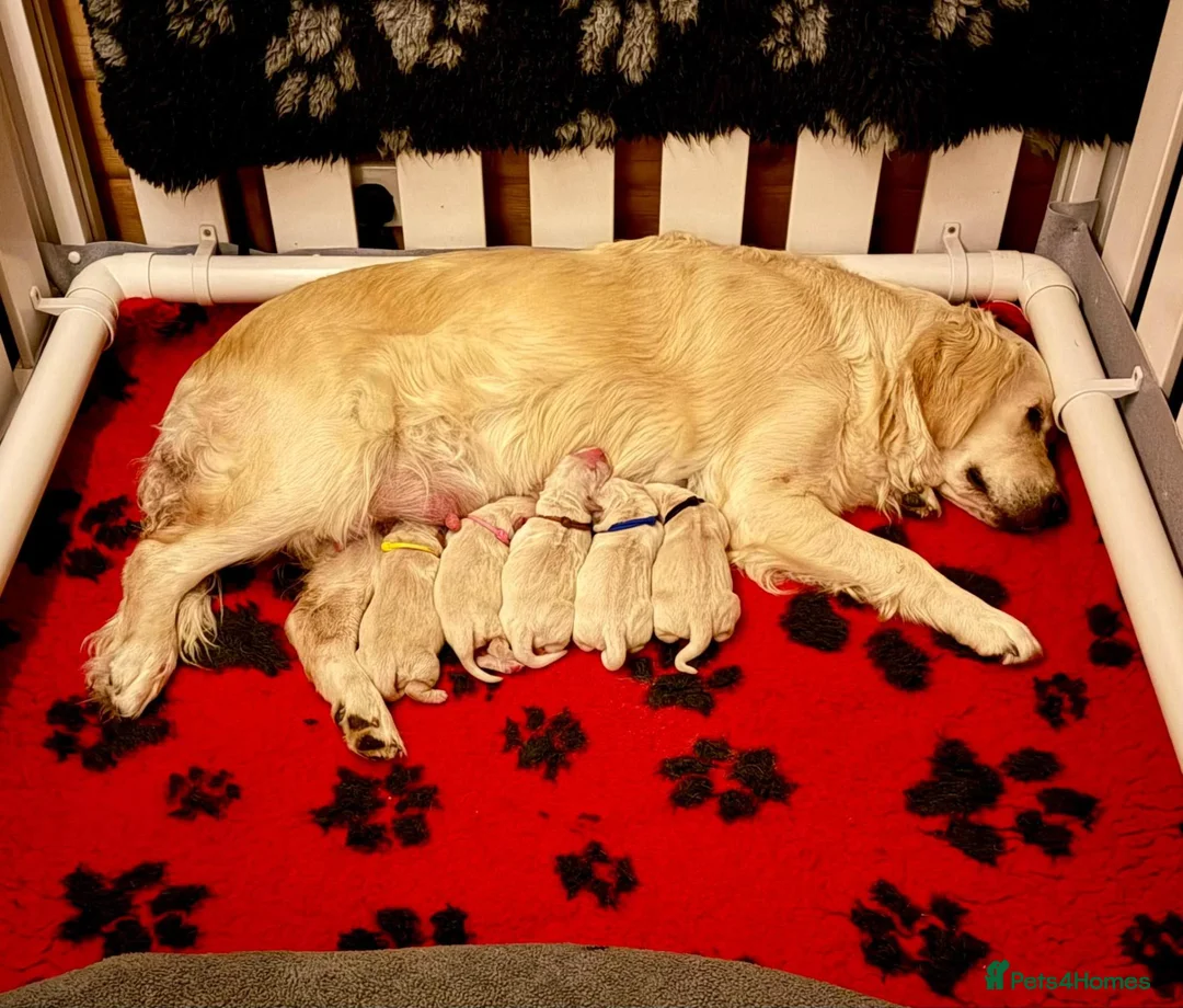 Golden Retriever dogs for sale: KC Reg'd Golden Retriever Puppies - Born 11/10/26 - Advert 2