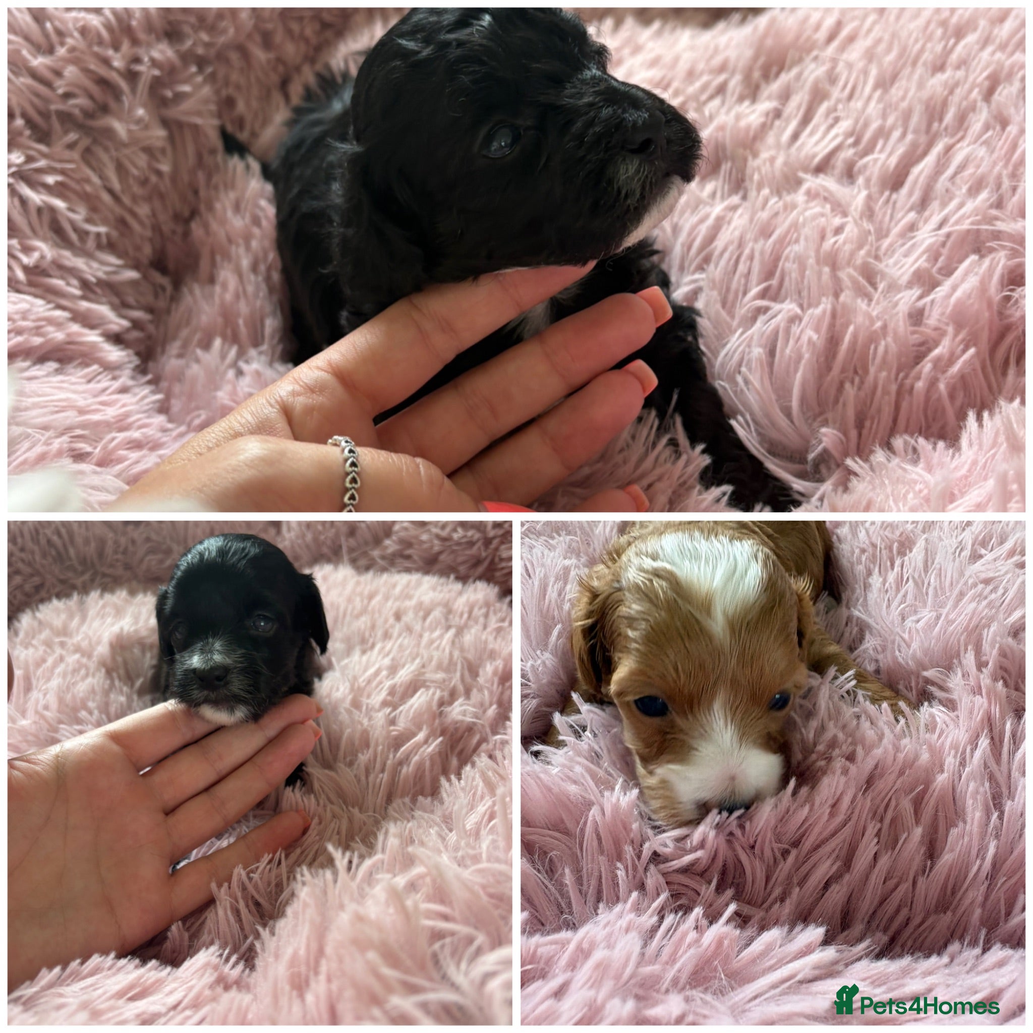 Maltipoo dogs Maltipoo puppies  - Advert 11